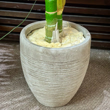Load image into Gallery viewer, Palm In Concrete Pot
