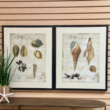 Load image into Gallery viewer, Shells On Canvas I
