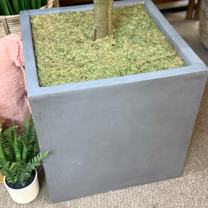 NDI Fiddle Leaf Tree