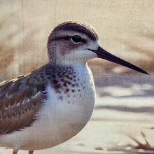 Load image into Gallery viewer, Sandpiper On Shore I
