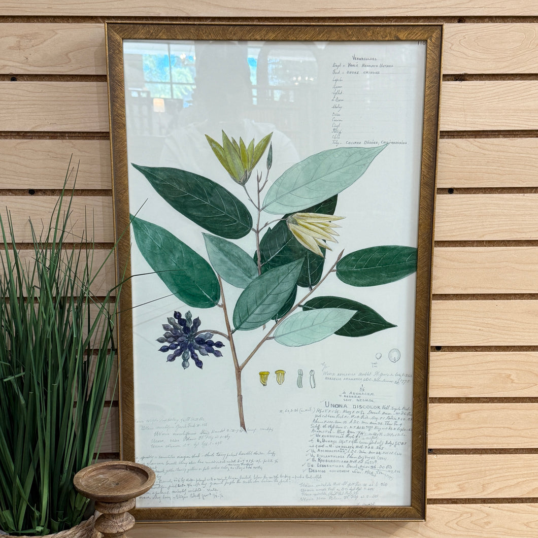 Gold Framed Botanical II