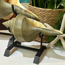 Load image into Gallery viewer, Set/2 Uttermost Conch Shells

