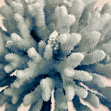 Load image into Gallery viewer, Blue Coral I

