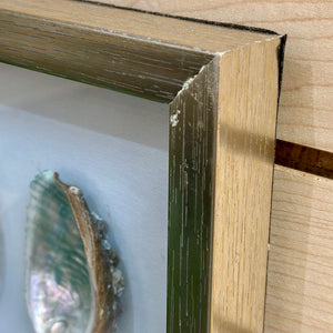 Framed Shell Art
