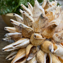 Load image into Gallery viewer, Shell Orb
