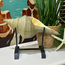 Load image into Gallery viewer, Set/2 Uttermost Conch Shells
