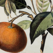 Load image into Gallery viewer, Framed Oranges Art
