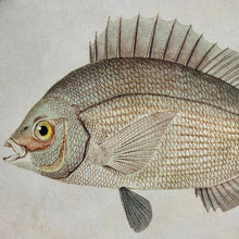 Load image into Gallery viewer, Oval Fish Print I Art
