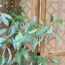 Load image into Gallery viewer, Artificial Eucalyptus Tree
