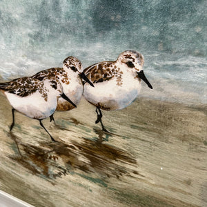 Shorebirds On Sand Giclee