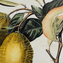 Load image into Gallery viewer, Framed Lemons Art
