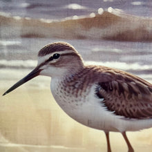 Load image into Gallery viewer, Sandpiper On Shore II
