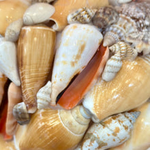 Load image into Gallery viewer, Mixed Shell Cluster
