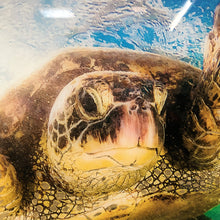 Load image into Gallery viewer, Vibrant Tempered Glass Sea Turtle
