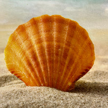 Load image into Gallery viewer, Seashell Beach Giclee
