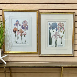 Gold Framed Irises I
