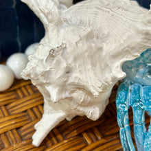 Load image into Gallery viewer, Hermit Crab
