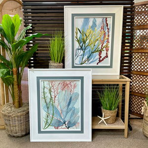 Framed Sea Life I