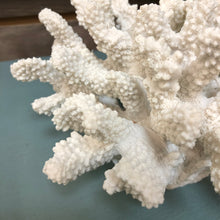 Load image into Gallery viewer, Decorative Coral
