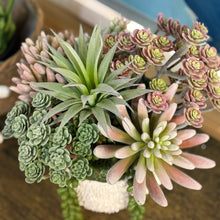 Load image into Gallery viewer, Succulent In Text. White Bowl II
