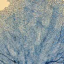 Load image into Gallery viewer, Blue Seafan I

