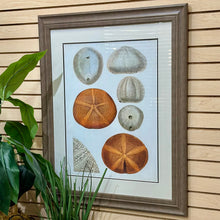 Load image into Gallery viewer, Sea Urchin Framed Art
