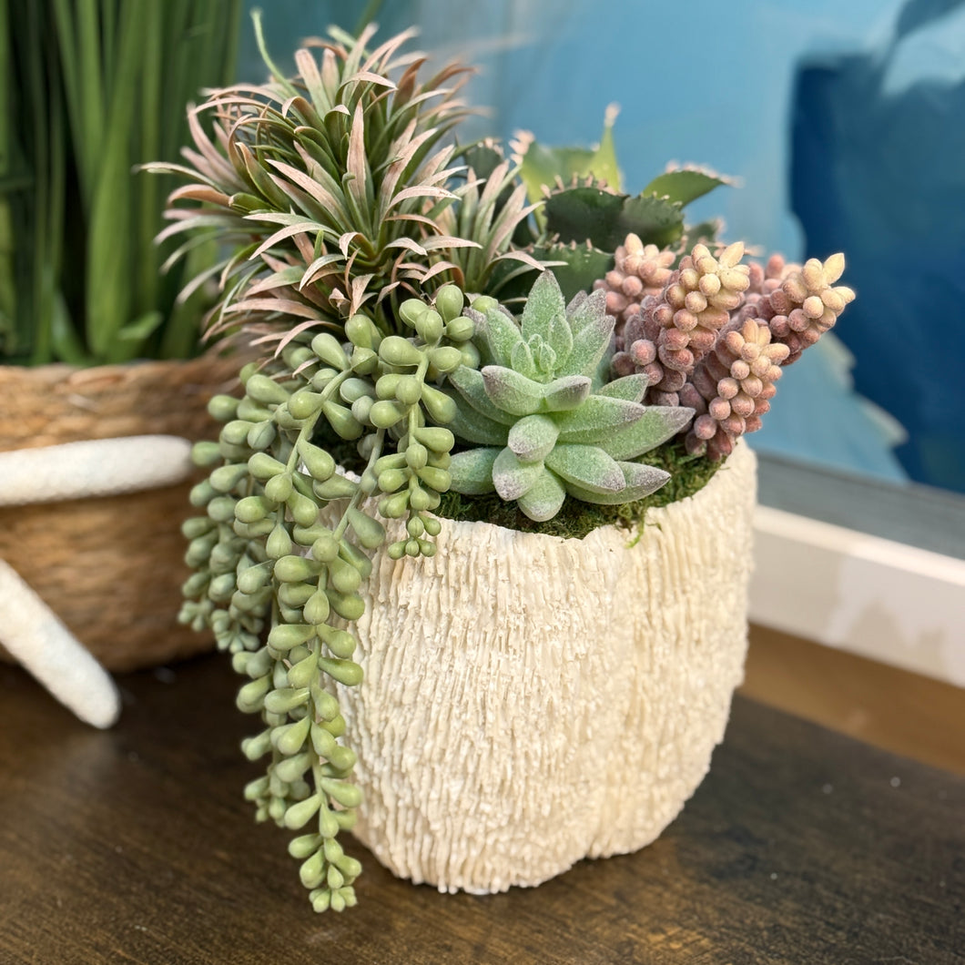 Succulent In Text. White Bowl I