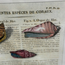 Load image into Gallery viewer, Shell II Art
