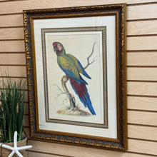 Load image into Gallery viewer, Syd Edwards Parrot Art
