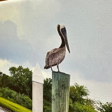 Load image into Gallery viewer, Pelican Photography On Canvas
