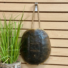 Load image into Gallery viewer, Turtle Shell Decor
