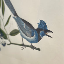 Load image into Gallery viewer, Mark Catesby &#39;The Bird Fancyer&#39;s Delight&#39;
