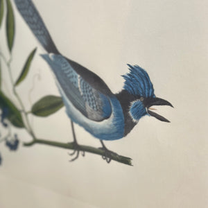 Mark Catesby 'The Bird Fancyer's Delight'