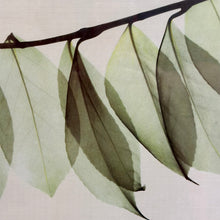 Load image into Gallery viewer, Framed 'Camelia Leaf' Art
