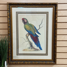 Load image into Gallery viewer, Syd Edwards Parrot Art
