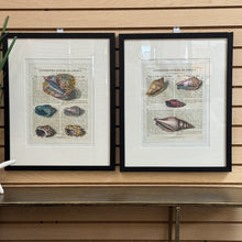 Load image into Gallery viewer, Shell II Art

