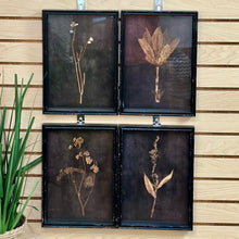 Load image into Gallery viewer, Set/4 Black Framed Botanical Prints
