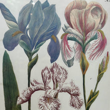 Load image into Gallery viewer, Gold Framed Irises II
