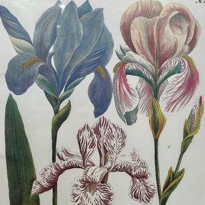 Gold Framed Irises II