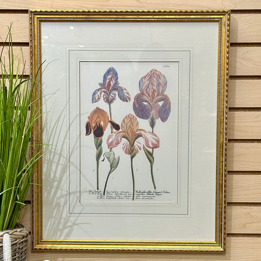 Gold Framed Irises I