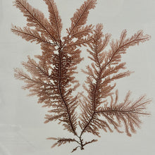 Load image into Gallery viewer, Botanical Print I Art
