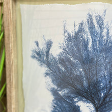 Load image into Gallery viewer, Framed Blue Coral II
