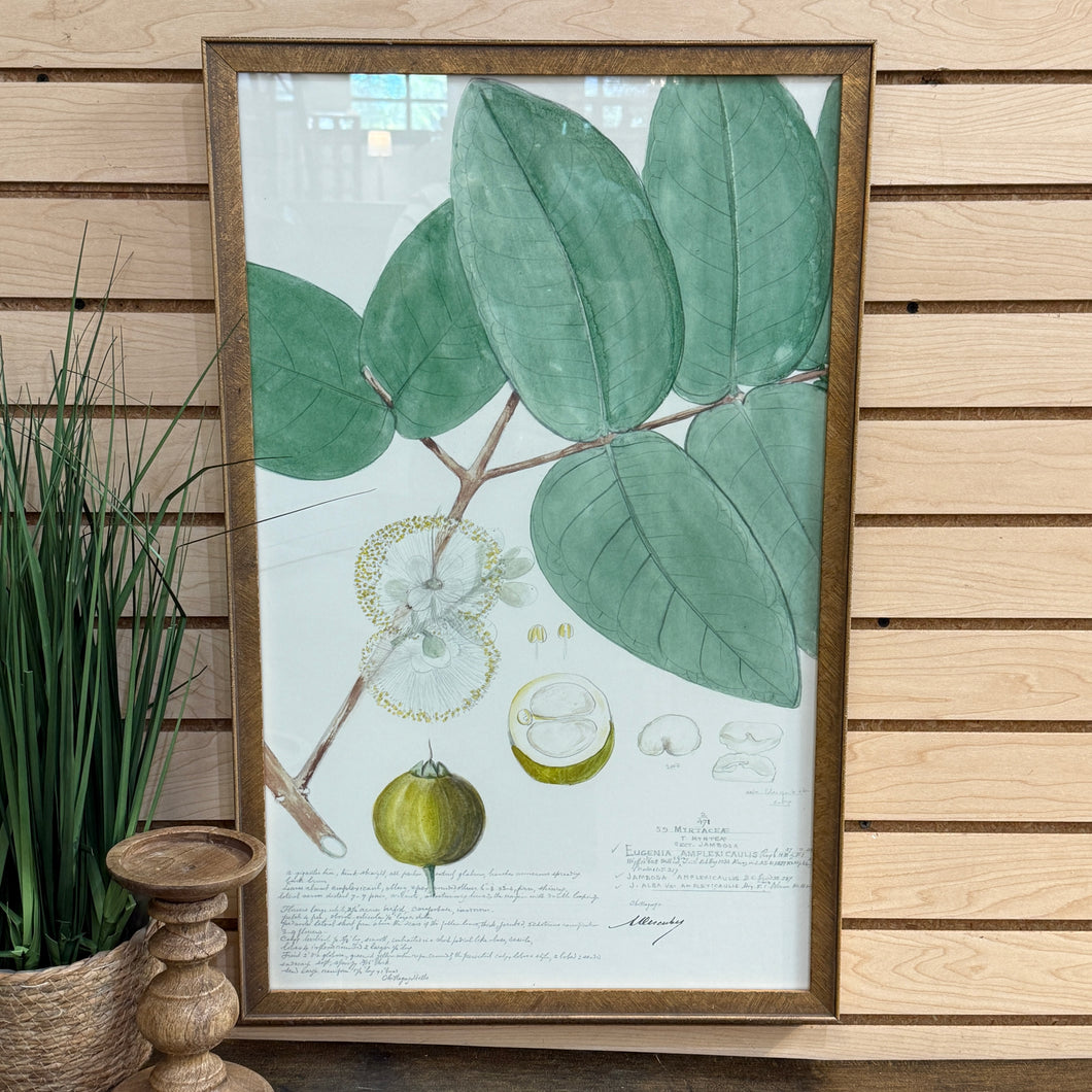 Gold Framed Botanical I