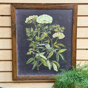 Framed Wildflower Art I