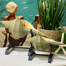 Load image into Gallery viewer, Set/2 Uttermost Conch Shells
