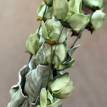 Load image into Gallery viewer, Faux Green Floral Branch
