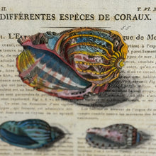 Load image into Gallery viewer, Shell I Art
