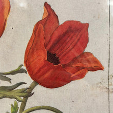 Load image into Gallery viewer, Silver Framed Botanical I
