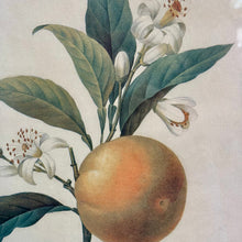 Load image into Gallery viewer, Silver Framed Botanical III

