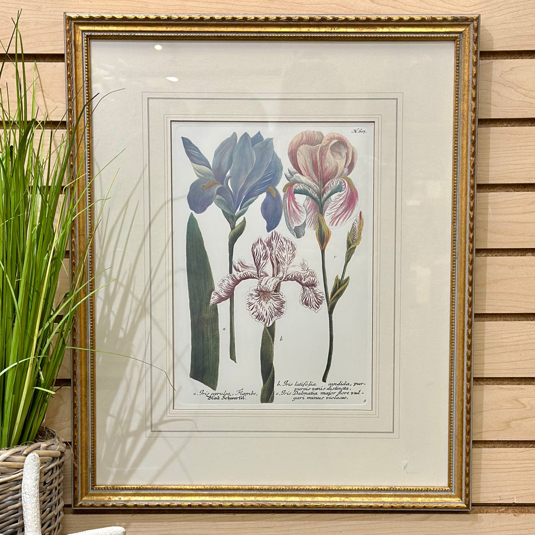 Gold Framed Irises II